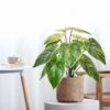 PLANTERS Small Taro Green with Black Pot 40 cm - Image 5