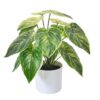PLANTERS Small Taro Green with Black Pot 40 cm