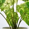 PLANTERS Small Taro Green with Black Pot 40 cm - Image 4