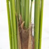 PLANTERS Areca Palm with Black Pot 210 cm - Image 4