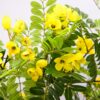 PLANTERS Artificial Cassia Flowering Tree 130 cm - Image 2