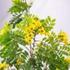 PLANTERS Artificial Cassia Flowering Tree 130 cm - Image 7