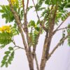 PLANTERS Artificial Cassia Flowering Tree 130 cm - Image 8