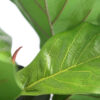 PLANTERS Artificial Fiddle Leaf Fig 160 cm - Image 2