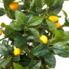 PLANTERS Artificial Lemon Tree 120 cm - Image 2