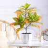 PLANTERS Croton Plant with Black Pot 60 cm - Image 7