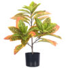 PLANTERS Croton Plant with Black Pot 60 cm