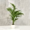 PLANTERS Kentia Palm with Black Pot 160 cm - Image 2