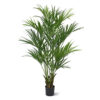 PLANTERS Kentia Palm with Black Pot 160 cm