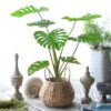 PLANTERS Monstera Plant with Black Pot 90 cm - Image 8