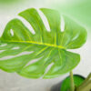 PLANTERS Monstera Plant with Black Pot 90 cm - Image 2
