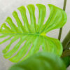 PLANTERS Monstera Plant with Black Pot 90 cm - Image 3