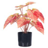 PLANTERS Small Taro Pink with Black Pot 40 cm
