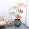 PLANTERS Taro Red with Black Pot 110 cm - Image 4