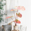 PLANTERS Taro Red with Black Pot 110 cm - Image 6
