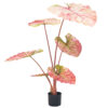 PLANTERS Taro Red with Black Pot 110 cm