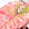 PLANTERS Taro Red with Black Pot 110 cm - Image 2